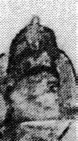 Last example of an Artuqid Sharbush with narrow brim